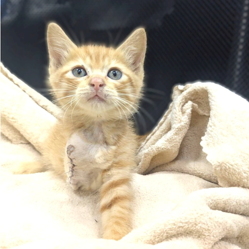 新竹縣動物保護教育園區,編號:455311, 混種貓                 