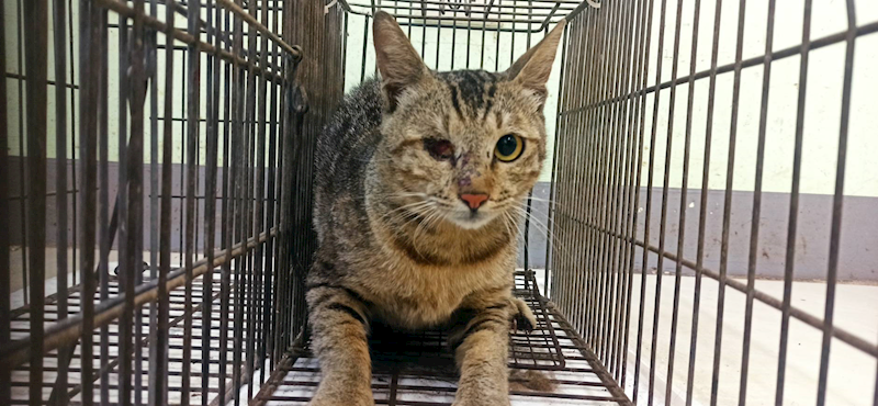 金門縣動物收容中心,編號:454310, 混種貓                 