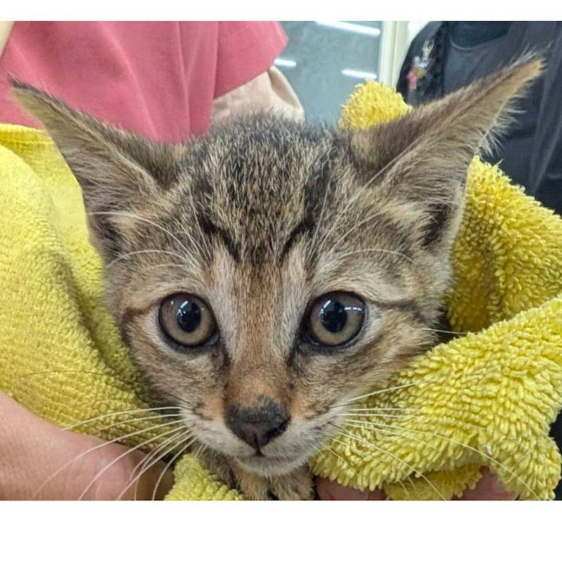 臺北市動物之家,編號:451261, 混種貓                 