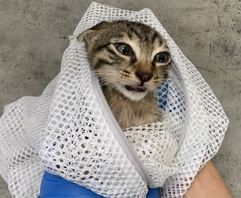 臺北市動物之家,編號:449632, 混種貓                 