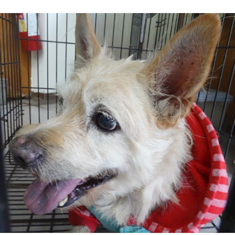 臺南市動物之家灣裡站,編號:439597, 混種犬          