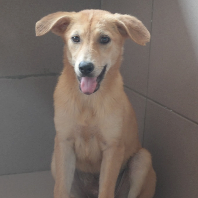 臺南市動物之家灣裡站,編號:445770, 混種犬          