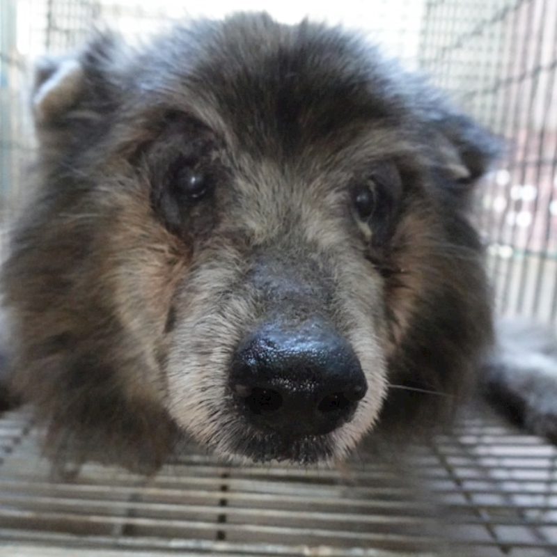 臺南市動物之家灣裡站,編號:444434, 混種犬          