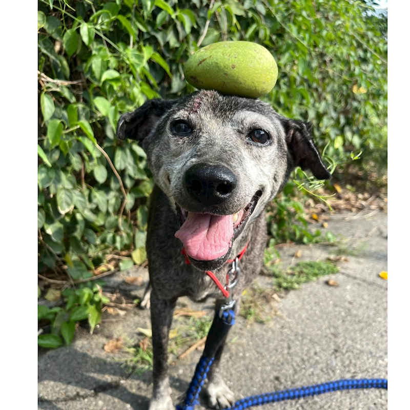 臺南市動物之家灣裡站,編號:448337, 混種犬          