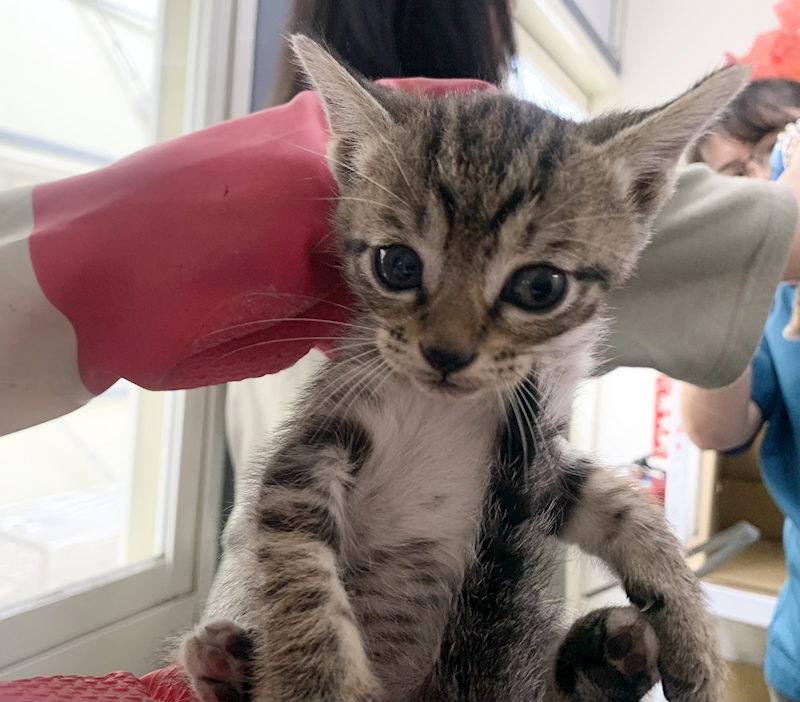 臺北市動物之家,編號:453420, 混種貓                 