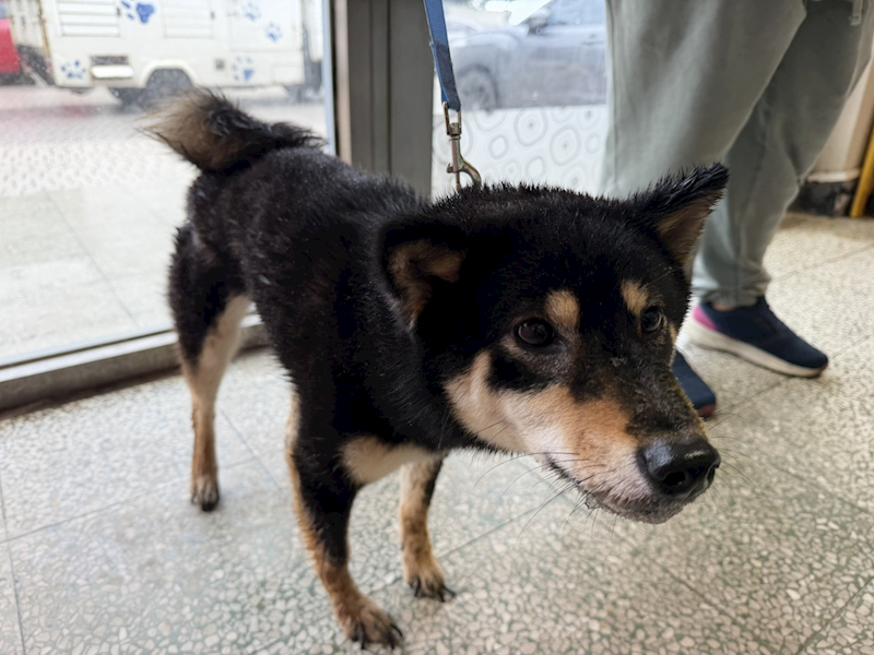 桃園市動物保護教育園區,編號:451149, 柴犬                  