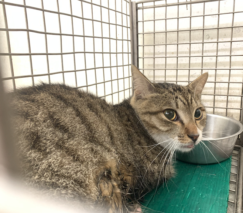 臺北市動物之家,編號:447158, 混種貓                 