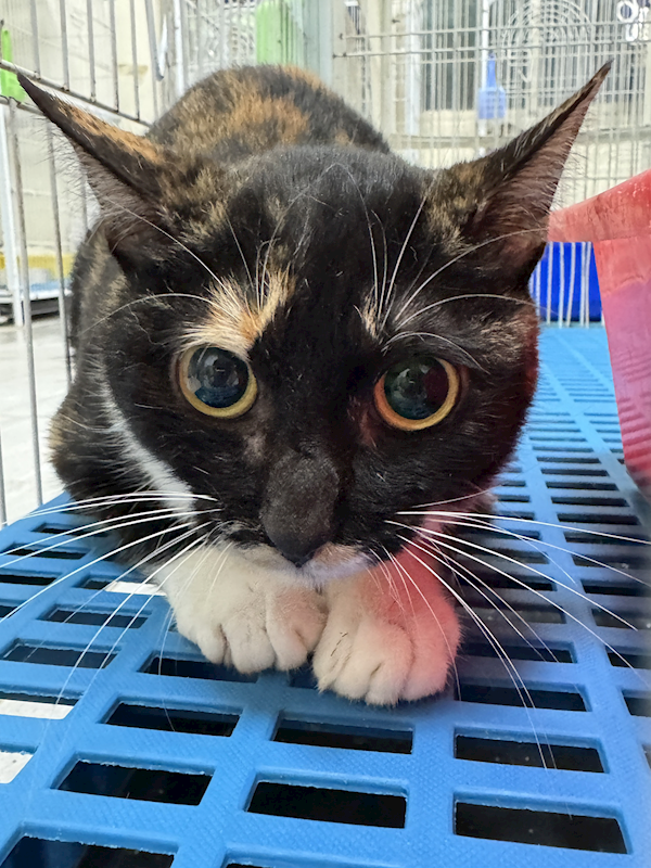 苗栗縣動物保護教育園區,編號:452782, 混種貓                 