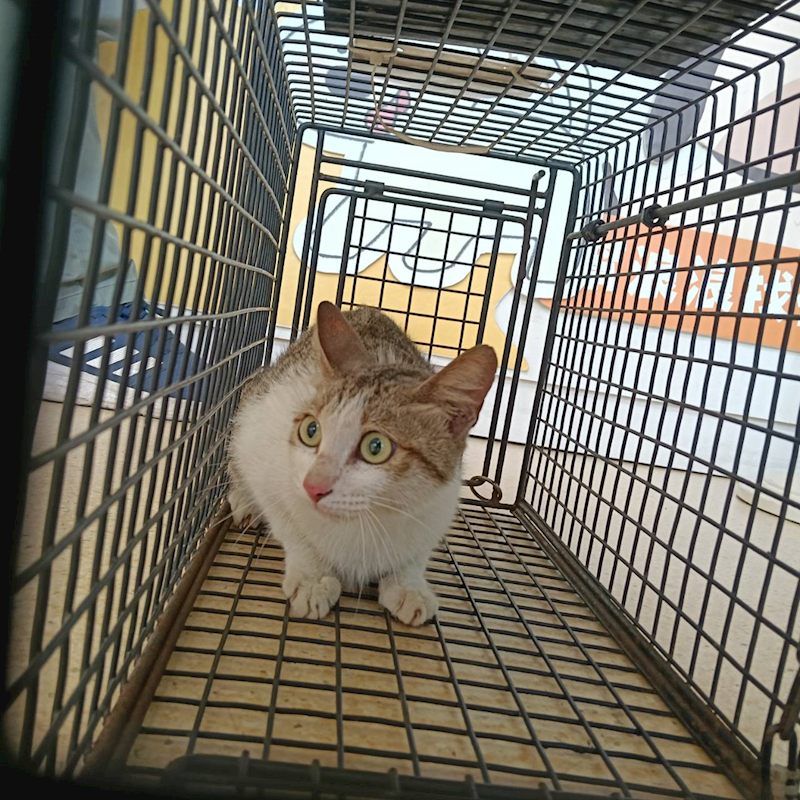 新竹市動物保護教育園區,編號:451309, 混種貓                 