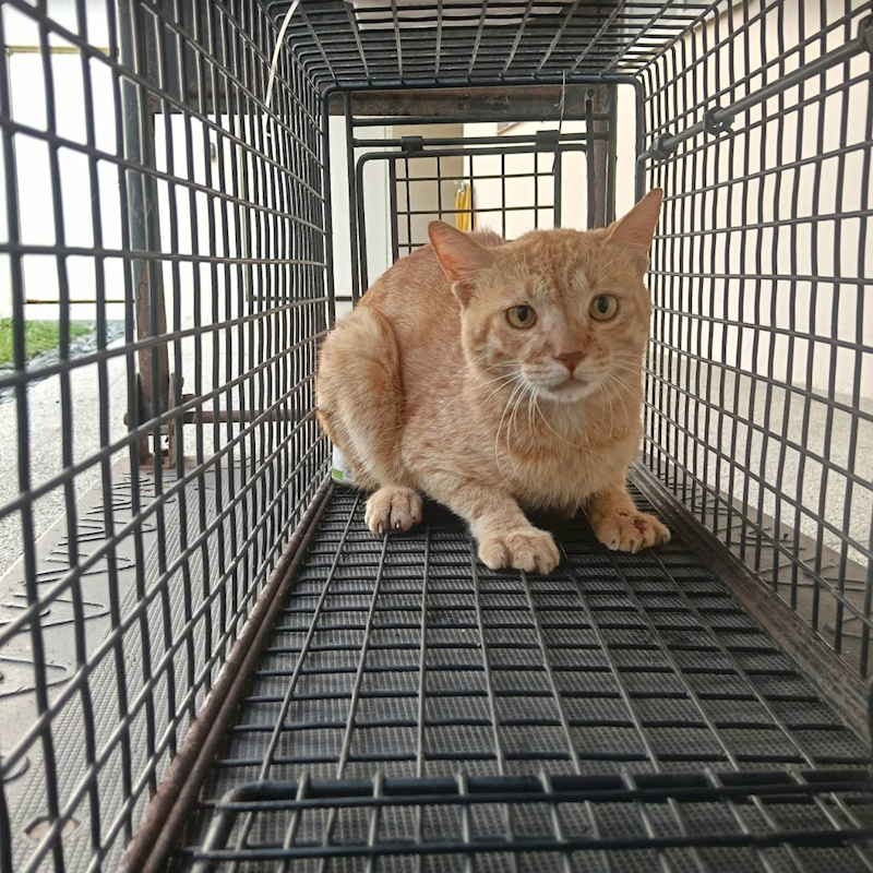 新竹市動物保護教育園區,編號:449712, 混種貓                 