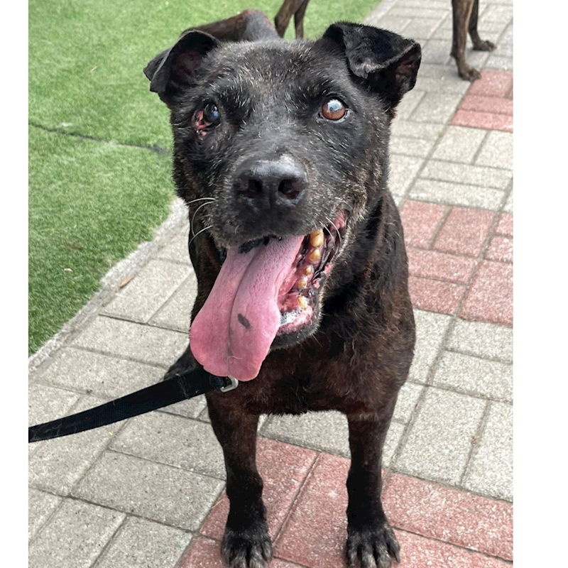 臺南市動物之家灣裡站,編號:390221, 混種犬          