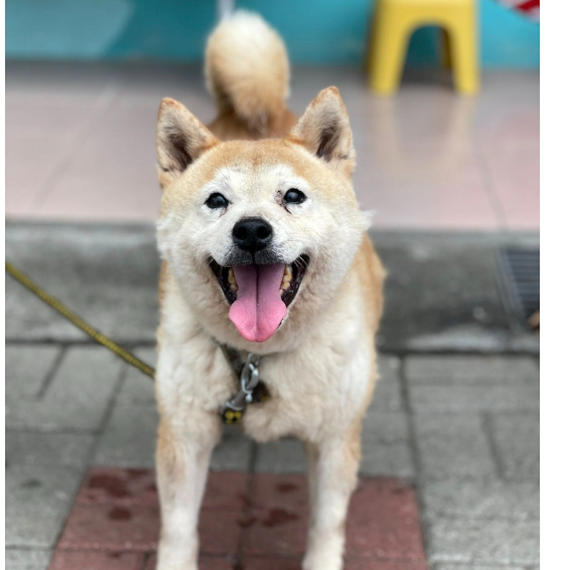 臺南市動物之家灣裡站,編號:368456, 柴犬                  