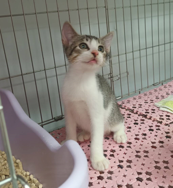 新北市板橋區公立動物之家,編號:455464, 混種貓                 