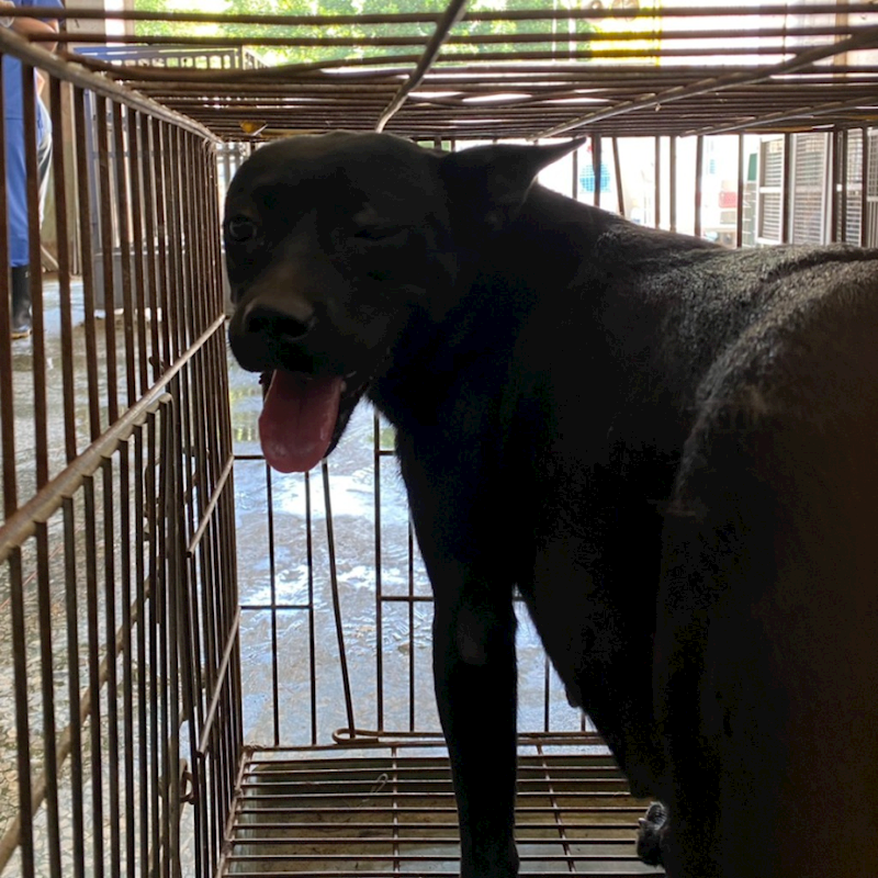 臺南市動物之家善化站,編號:454176, 混種犬          