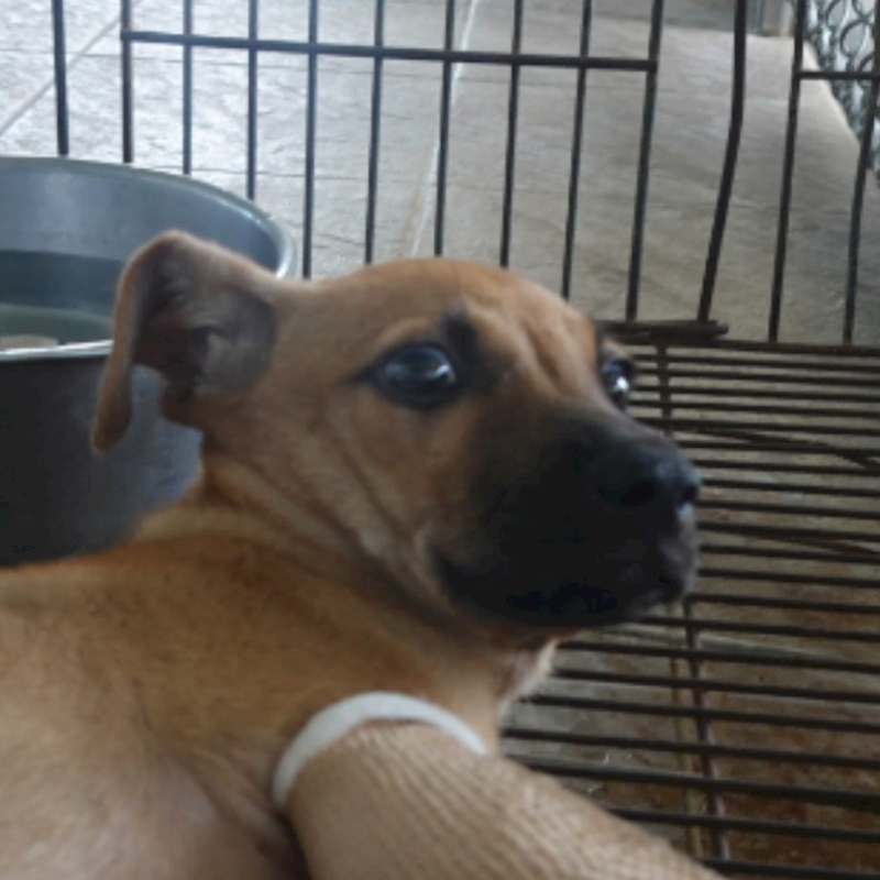 臺南市動物之家灣裡站,編號:412284, 混種犬          