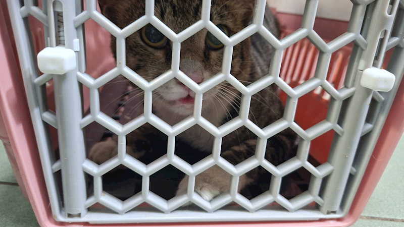 臺南市動物之家善化站,編號:455431, 混種貓                 