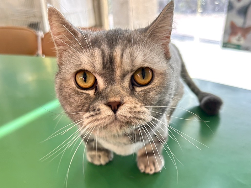 高雄市壽山動物保護教育園區,編號:452363, 英國短毛貓               