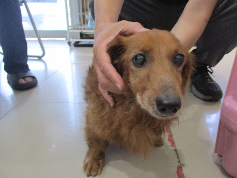 高雄市壽山動物保護教育園區,編號:452717, 臘腸犬