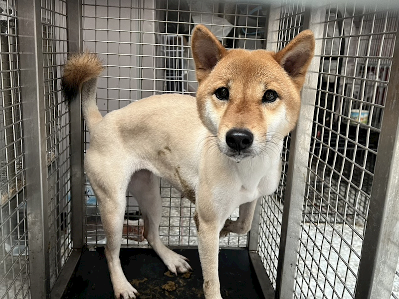 高雄市壽山動物保護教育園區,編號:449572, 柴犬                  