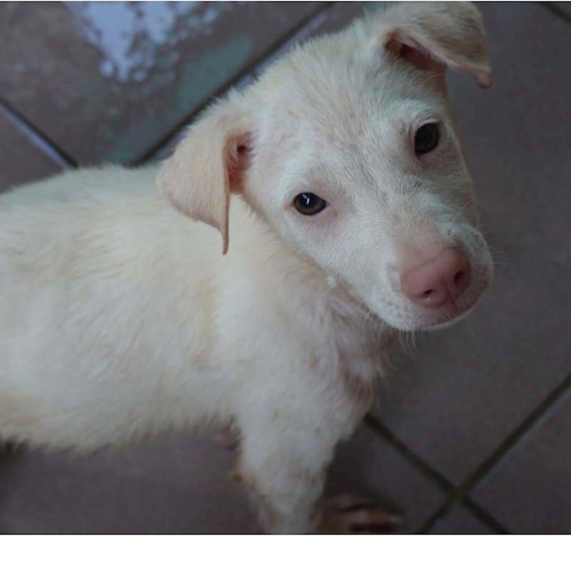 臺南市動物之家灣裡站,編號:437883, 混種犬          