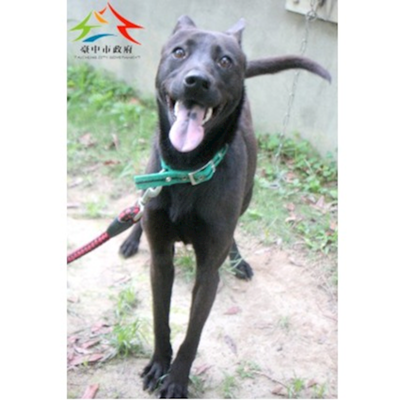 臺中市動物之家后里園區,編號:451018, 混種犬          