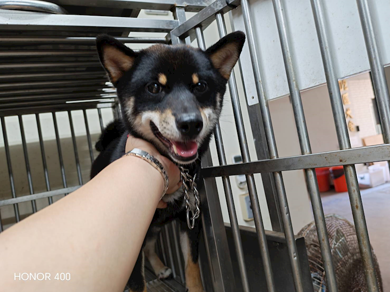 桃園市動物保護教育園區,編號:455409, 柴犬                  