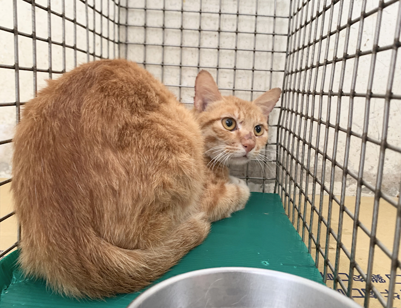 臺北市動物之家,編號:455407, 混種貓                 
