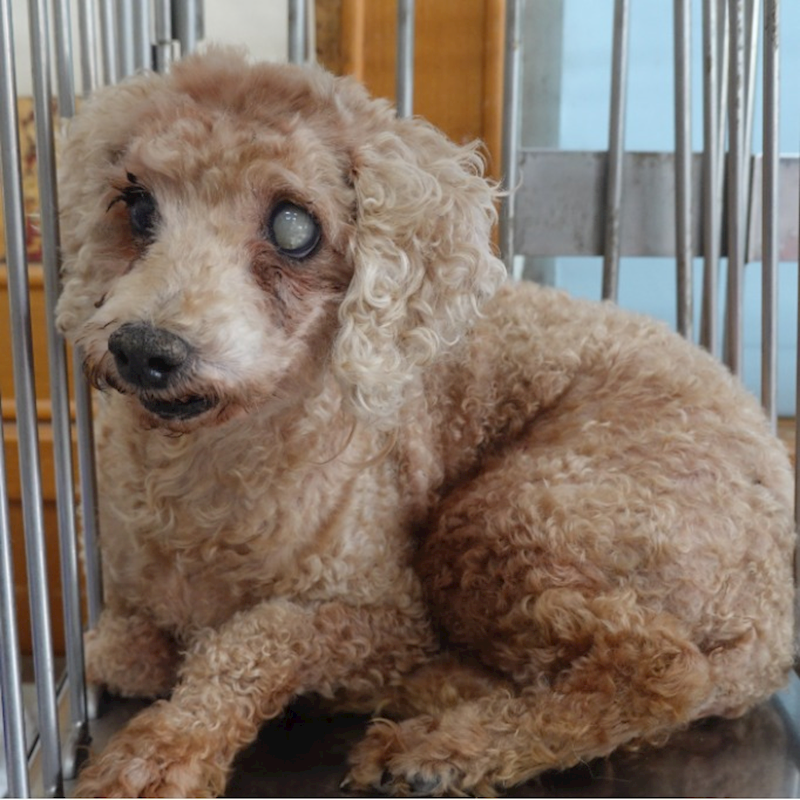 臺南市動物之家灣裡站,編號:450841, 貴賓犬        