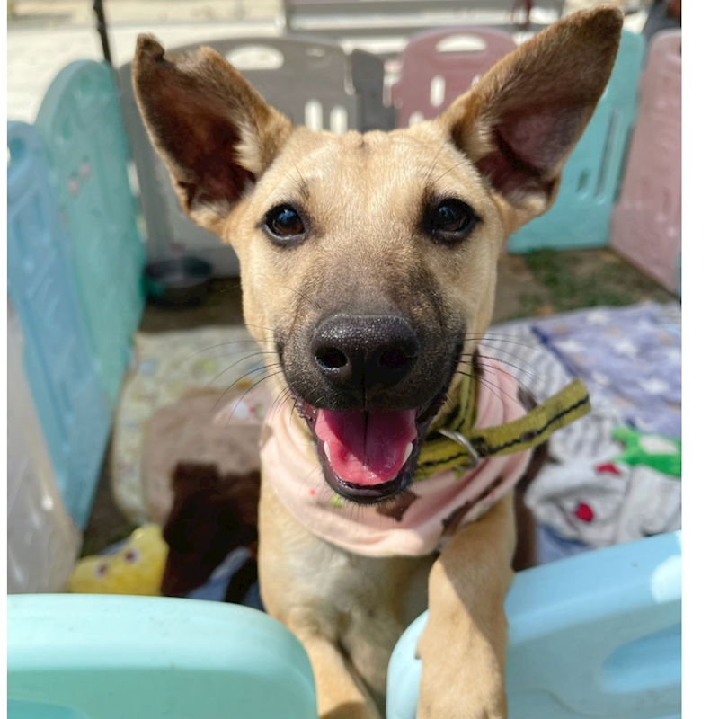 臺南市動物之家灣裡站,編號:455361, 混種犬          