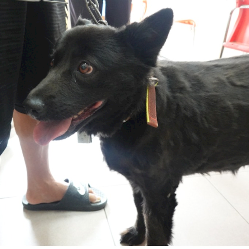 臺南市動物之家灣裡站,編號:452156, 混種犬          
