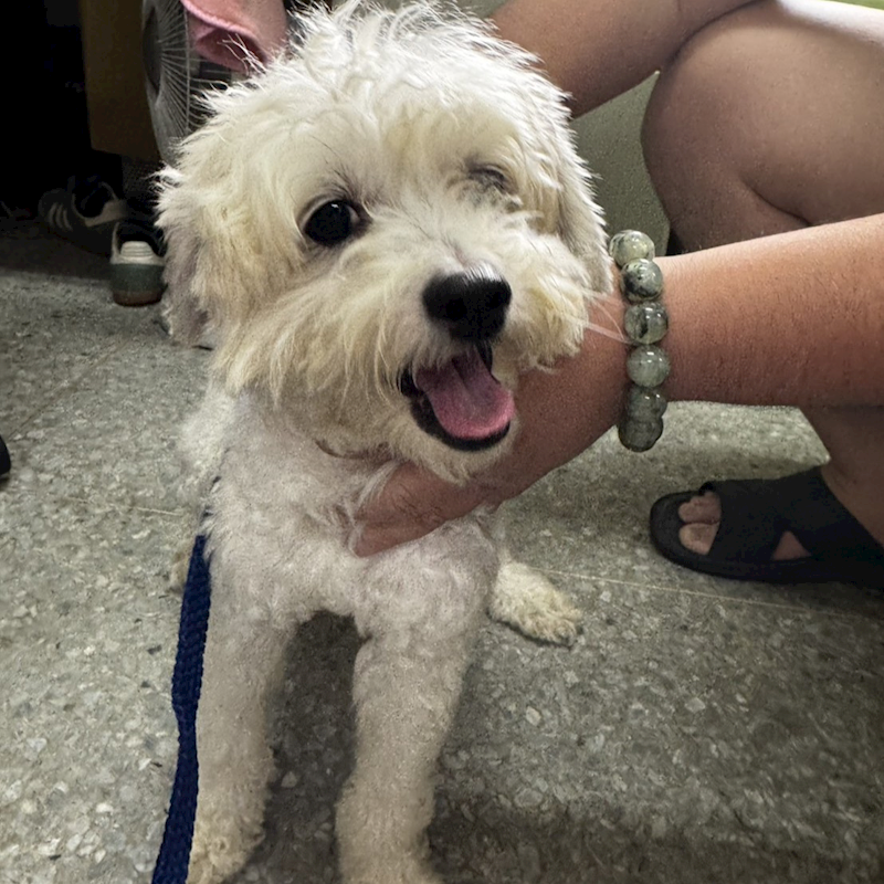新北市新店區公立動物之家,編號:455402, 貴賓犬        