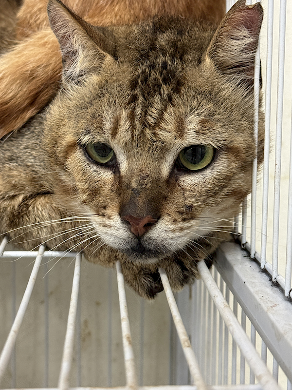 苗栗縣動物保護教育園區,編號:455389, 混種貓                 