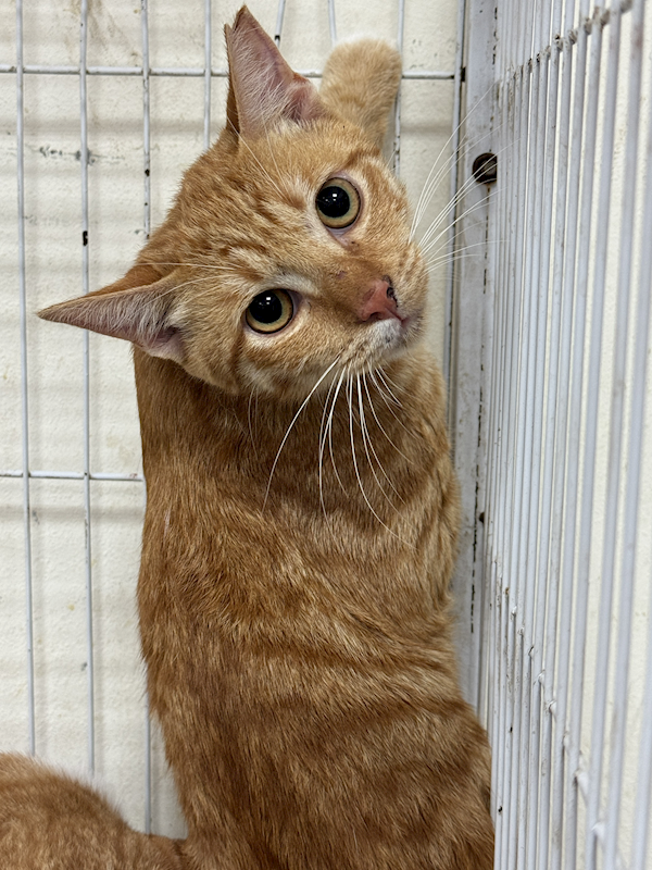 苗栗縣動物保護教育園區,編號:455388, 混種貓                 