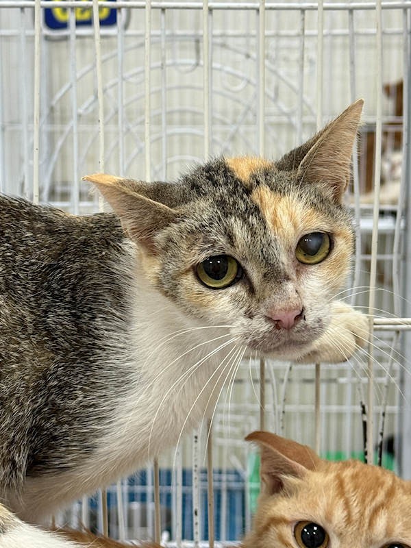 苗栗縣動物保護教育園區,編號:455383, 混種貓                 