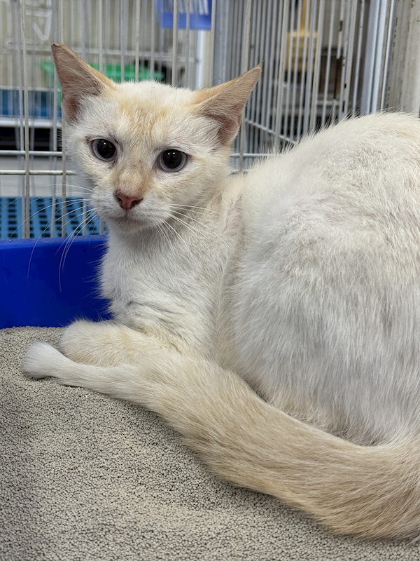 苗栗縣動物保護教育園區,編號:455382, 混種貓                 