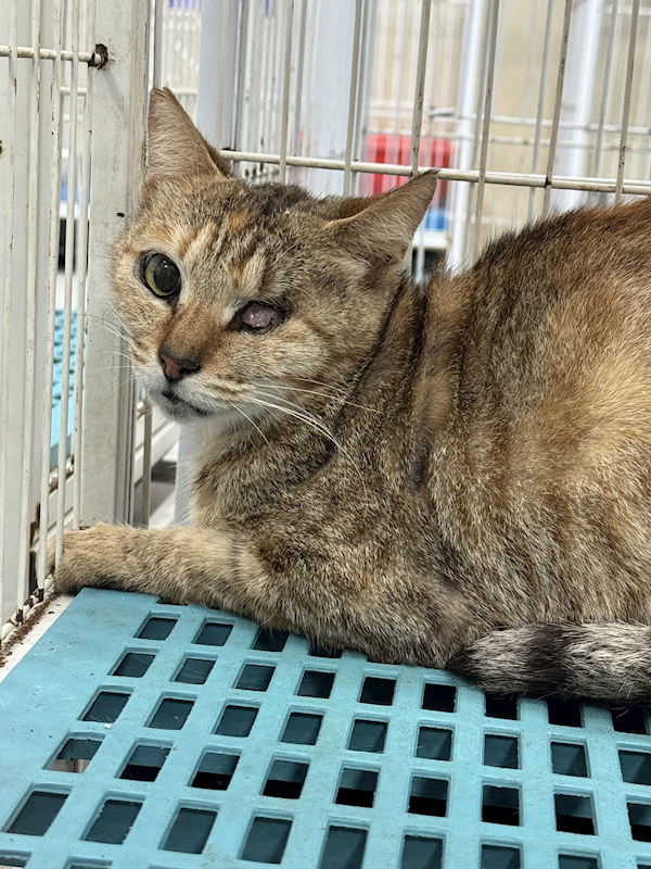 苗栗縣動物保護教育園區,編號:455380, 混種貓                 