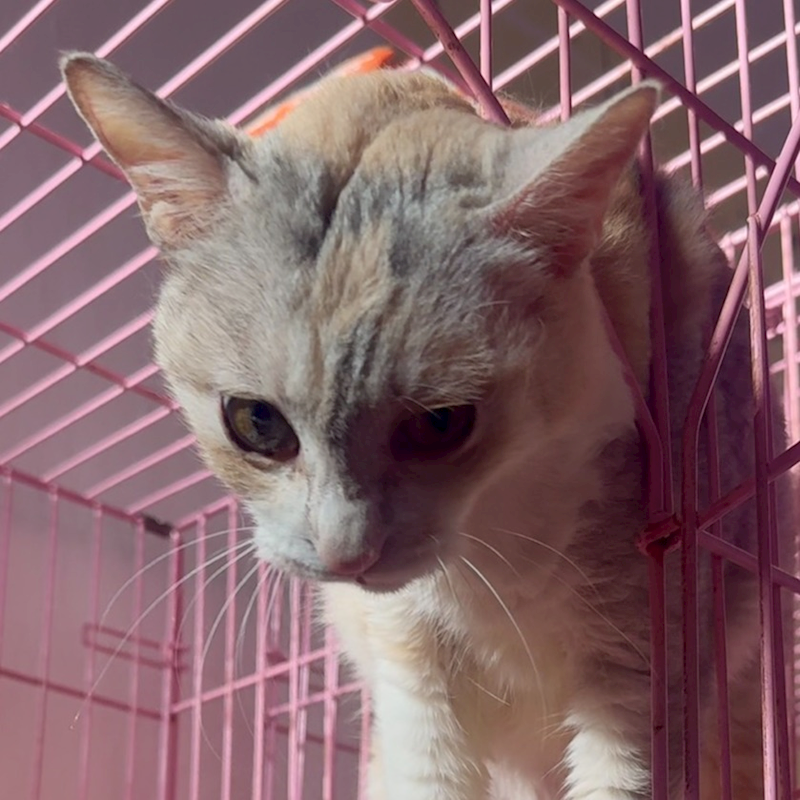 臺南市動物之家善化站,編號:455365, 混種貓                 