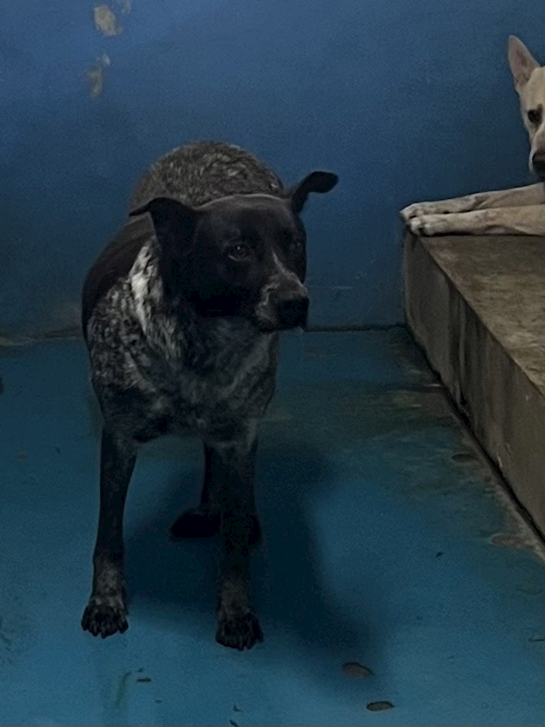 苗栗縣動物保護教育園區,編號:453834, 混種犬          