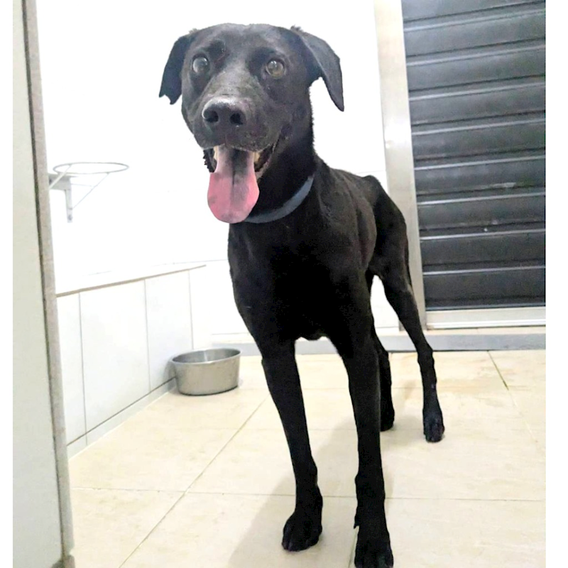 新竹縣動物保護教育園區,編號:452226, 混種犬          