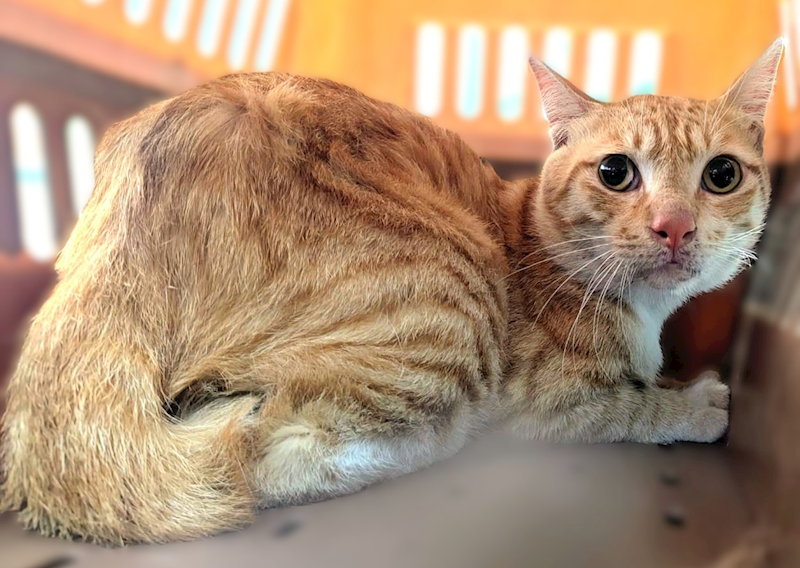 新竹縣動物保護教育園區,編號:453988, 混種貓                 