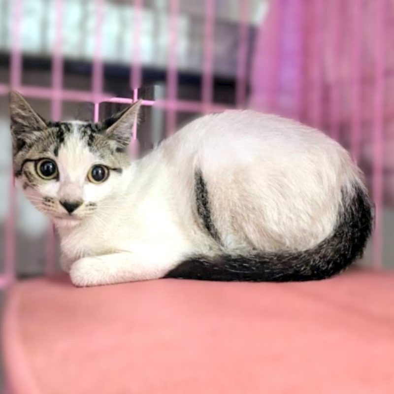 新竹縣動物保護教育園區,編號:454151, 混種貓                 