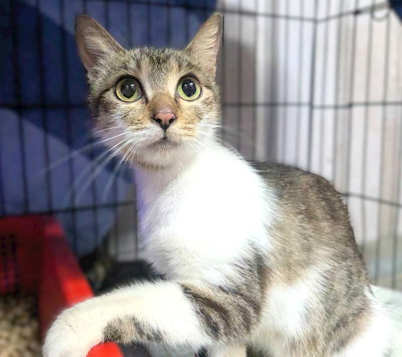 新竹縣動物保護教育園區,編號:452088, 混種貓                 