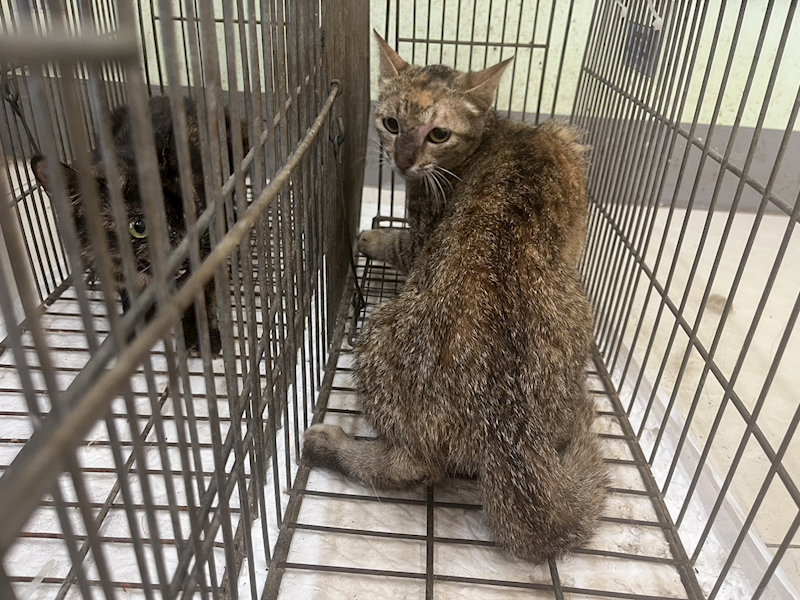 金門縣動物收容中心,編號:455491, 混種貓                 