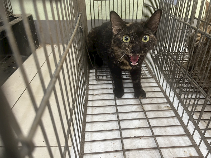 金門縣動物收容中心,編號:455490, 混種貓                 