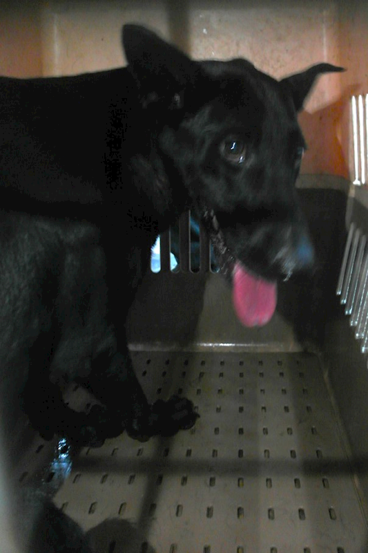 宜蘭縣流浪動物中途之家,編號:455487, 混種犬          
