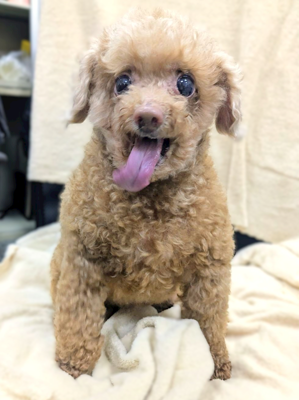 新竹縣動物保護教育園區,編號:455513, 貴賓犬        