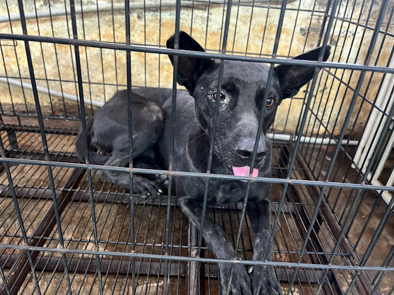 彰化縣流浪狗中途之家,編號:454260, 混種犬          