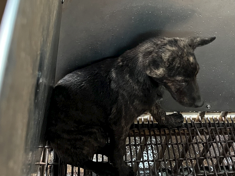 彰化縣流浪狗中途之家,編號:452446, 混種犬          