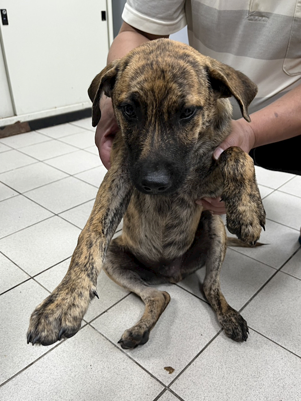 彰化縣流浪狗中途之家,編號:453898, 混種犬          