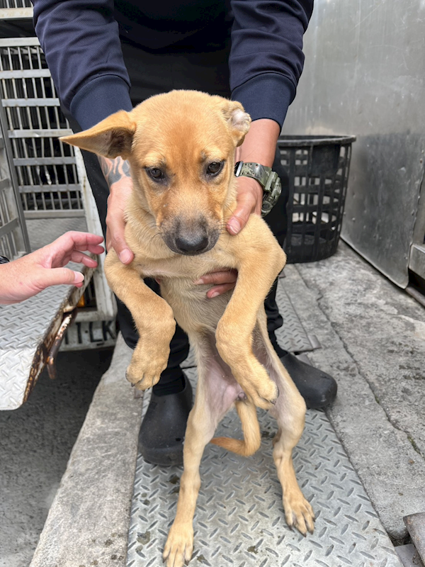彰化縣流浪狗中途之家,編號:454258, 混種犬          